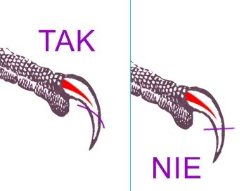 Jak obcinać pazurki ptaków