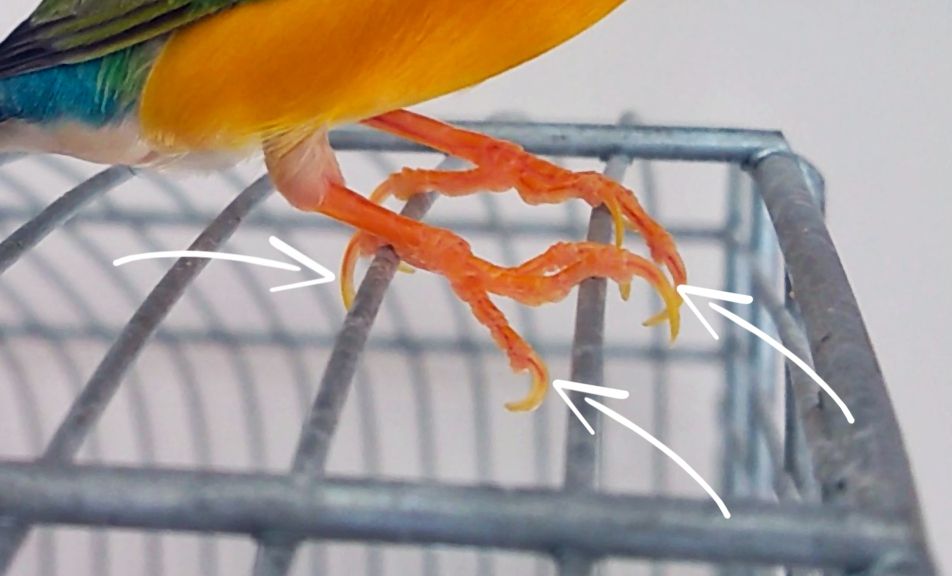 Naczynka krwionośne w pazurku ptaka